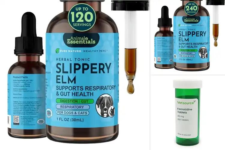 Detailed view of Best Acid Reflux Medications for Dogs and Cats