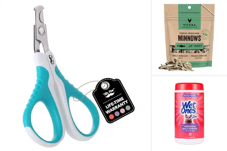 Detailed view of Best Cat Supplies: Top 10 Essentials for Happy, Healthy Cats