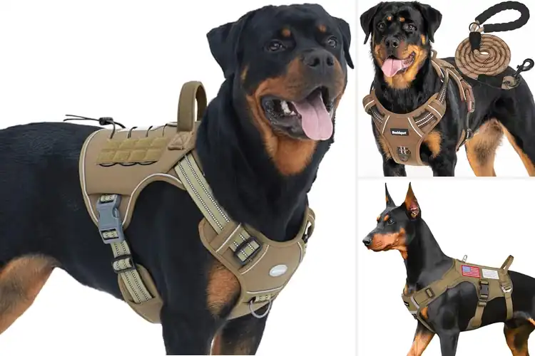 Detailed view of Best Durable Harnesses: Top Picks for Safe, Comfy Adventures