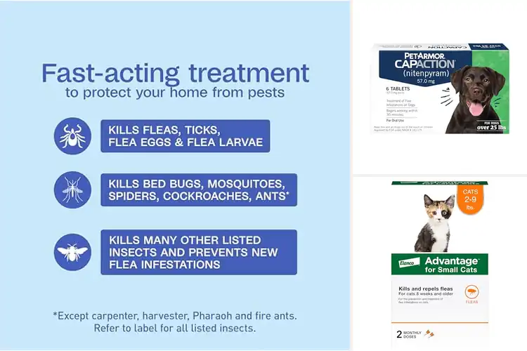 Detailed view of Best Flea Infestation Treatments