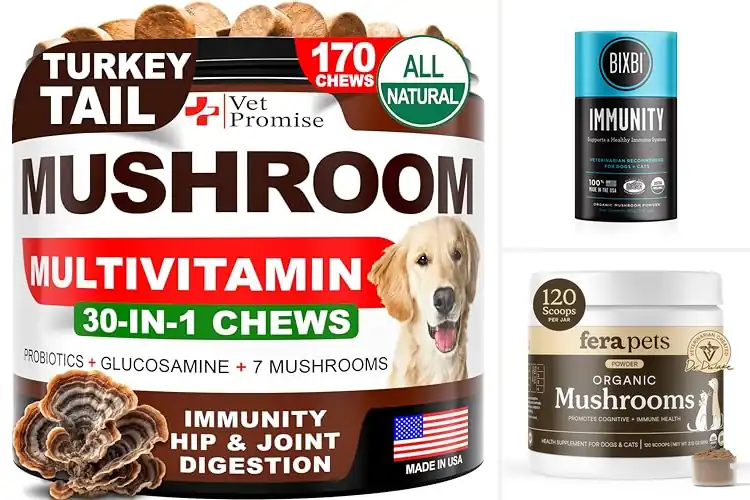 Detailed view of Best Immunity Mushrooms for Dogs