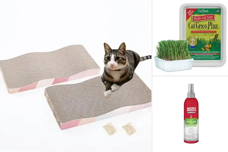 Detailed view of Best Indoor Cat Products