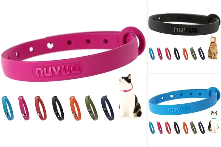 Detailed view of Best Lightweight Cat Collars