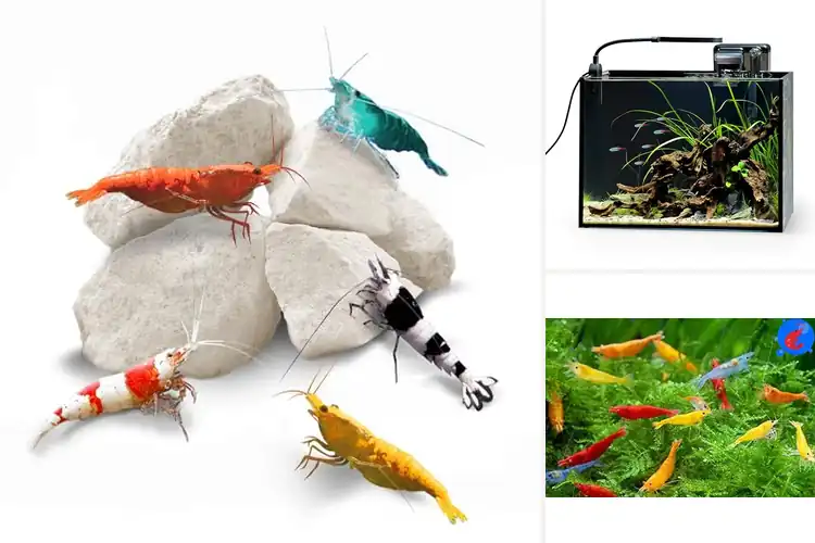 Detailed view of Best Nano Shrimp Tanks