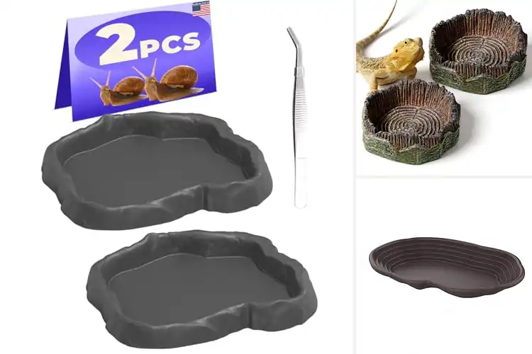 Detailed view of Best Natural Terrarium Water Dishes