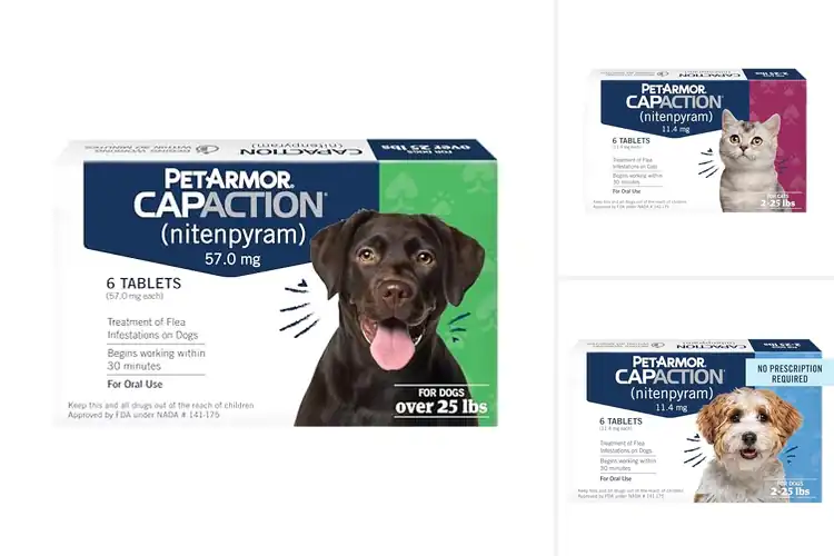 Detailed view of Best Oral Flea Treatments: Safe, Effective Pest Protection