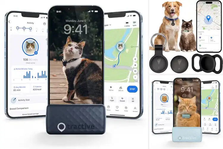 Detailed view of Best Real Time Cat Location Trackers