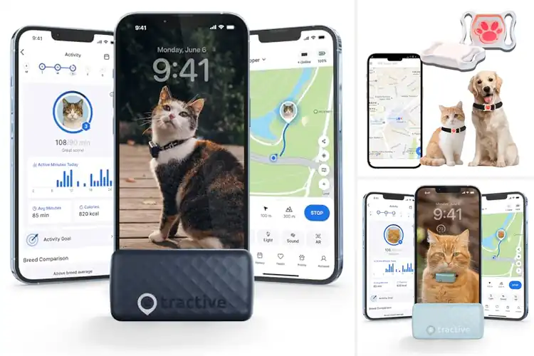 Detailed view of Best Real Time Location Cat Trackers