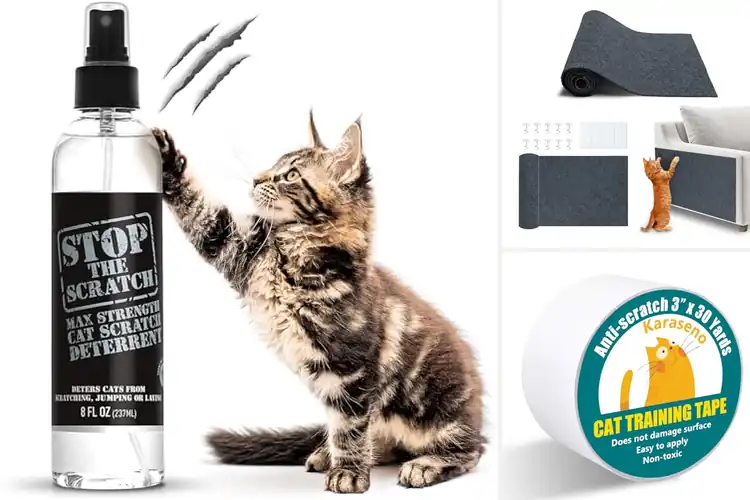 Detailed view of Best Safe Cat Scratching Options