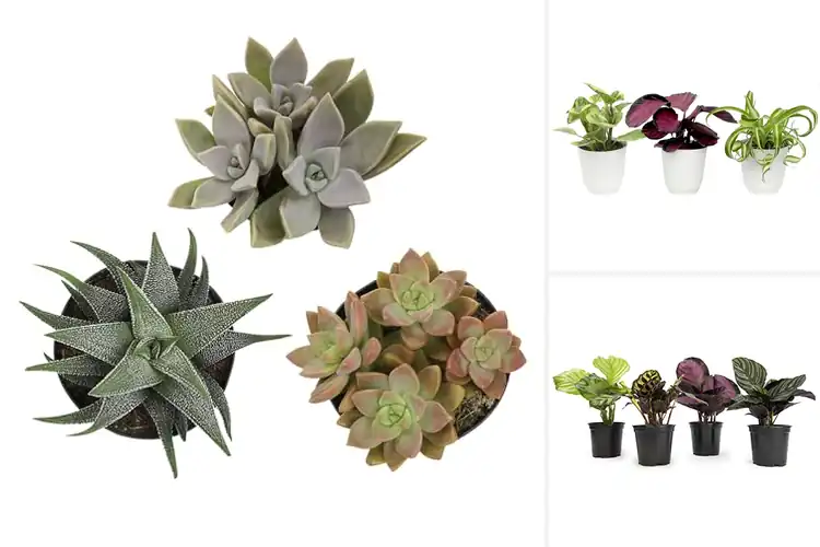 Detailed view of Best Safe Pet Plants