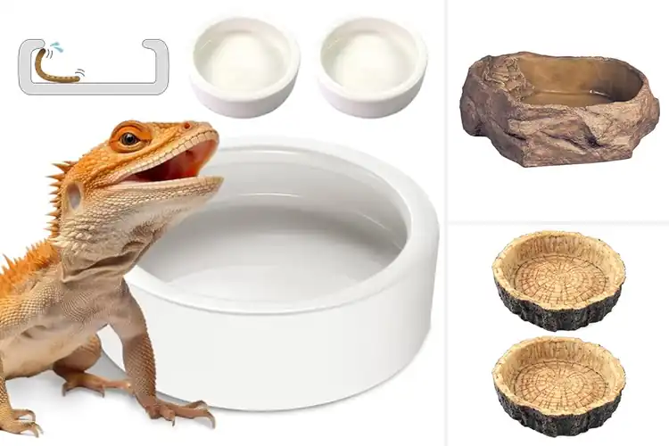 Detailed view of Best Safe Water Bowls for Reptiles