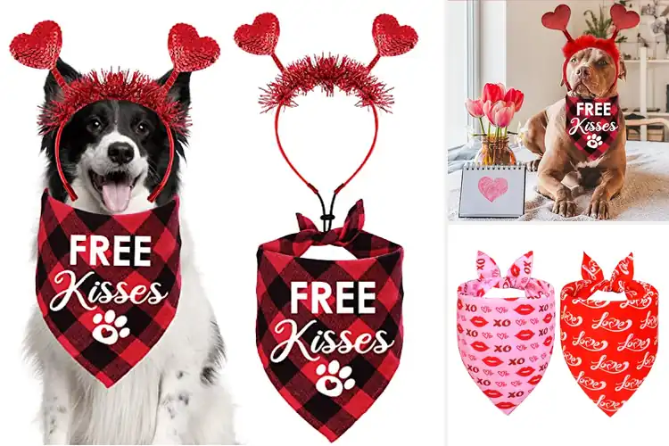 Detailed view of Best Valentine Dog Accessories